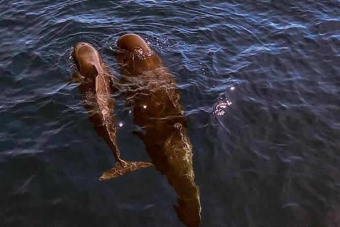 Small Group Boat Whale and Dolphin Watching Tour - Departure Location and How to Join the Tour