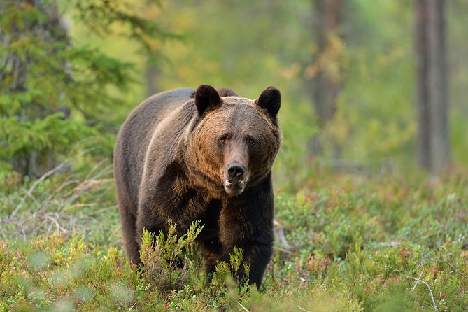 Small-Group Brown Bear-Watching Experience from Brasov - Key Points