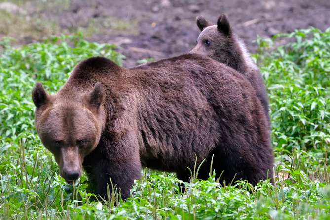 Small-Group Brown Bear-Watching Experience from Brasov - Timing, Weather, and Preparation Tips