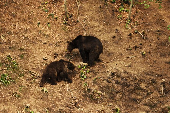 Small-Group Brown Bear-Watching Experience from Brasov - What Sets This Tour Apart