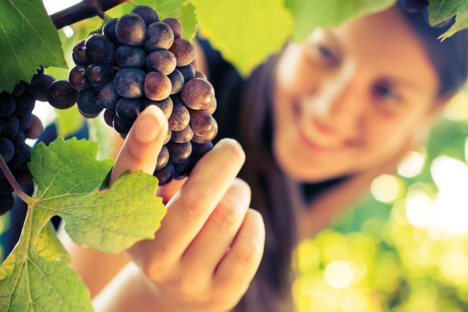 Small group Brunello di Montalcino Wine Tour from Siena - Pricing and Cancellation Policy