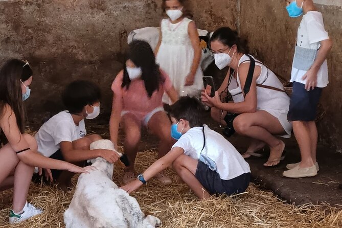 Small Group Cheese Making and Tasting from the Island of Baleares - The Value and Overall Experience