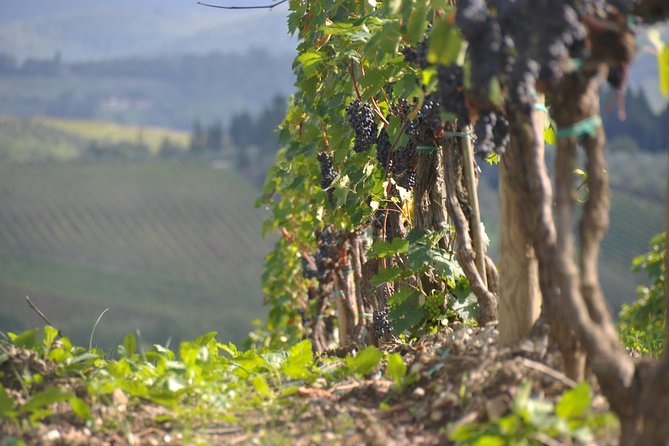 SMALL GROUP Chianti 2 wineries & lunch (max 8 people) - Expert Guidance and Engaging Storytelling