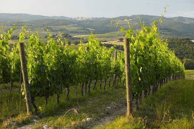 Small-Group Chianti Trip with Wine Tasting from Siena - Tuscan Lunch and Wine Tasting Highlights