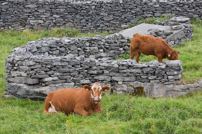 Small Group - Cliffs Cruise, Aran Islands AND Connemara in One Day from Galway - Weather and Route Adjustments