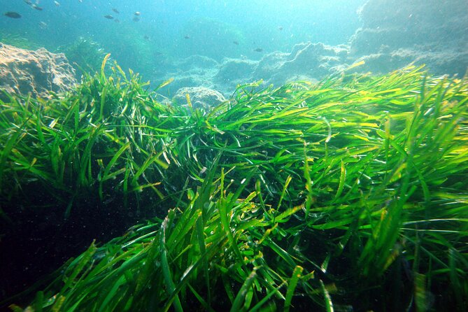 Small Group Diving Adventure in Menorca - Who Will Most Enjoy This Underwater Adventure?