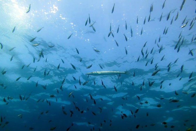 Small Group Diving Baptism in Tossa de Mar - Pricing and Booking Insights