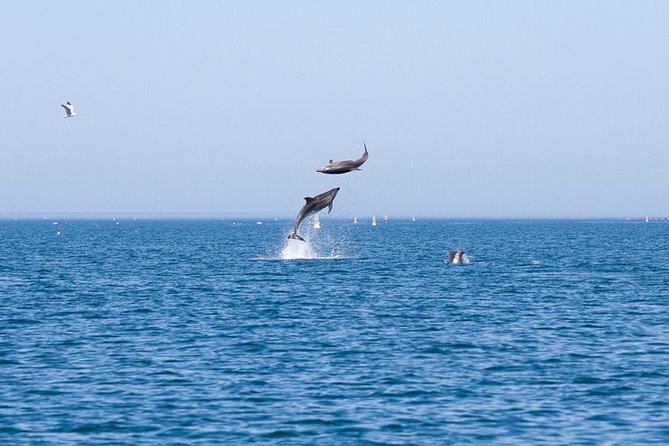 Small Group Dolphin and Wildlife Watching Tour in Faro - Key Points