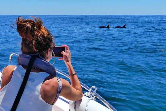 Small Group Dolphin and Wildlife Watching Tour in Faro - Spotting Dolphins: Bottlenose and Common Species