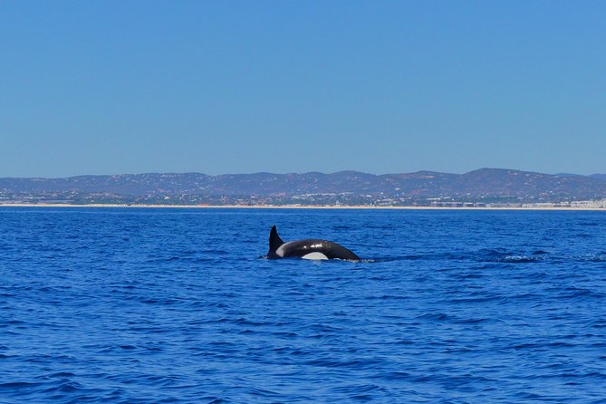 Small Group Dolphin and Wildlife Watching Tour in Faro - Chances to See Orcas, Whales, and Other Marine Animals