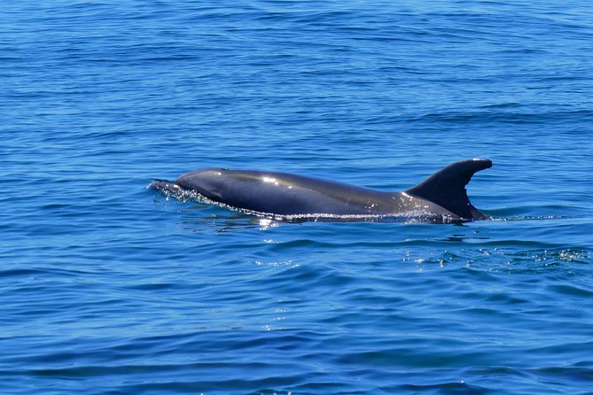 Small Group Dolphin and Wildlife Watching Tour in Faro - Practical Tips for the Tour Experience