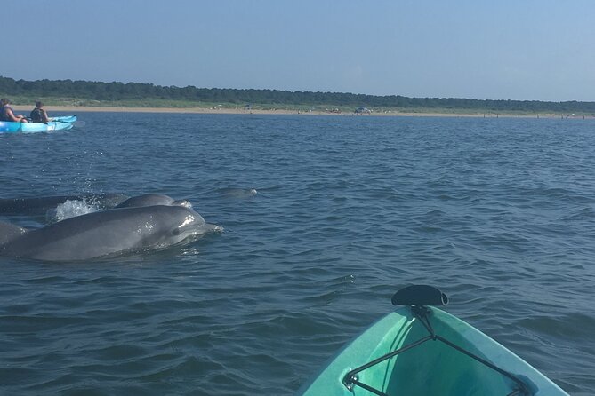 Small Group Dolphin Kayak Eco-Tour - Encountering Atlantic Bottlenose Dolphins in Their Natural Habitat