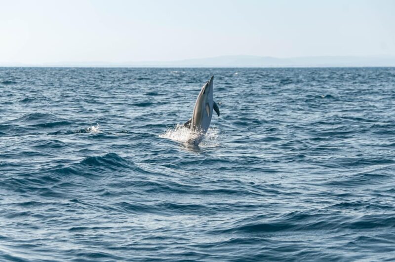 (Small Group) Dolphin & Marine Wildlife Watching Tour - Discover the Algarves Marine Wildlife on a Small Group Tour