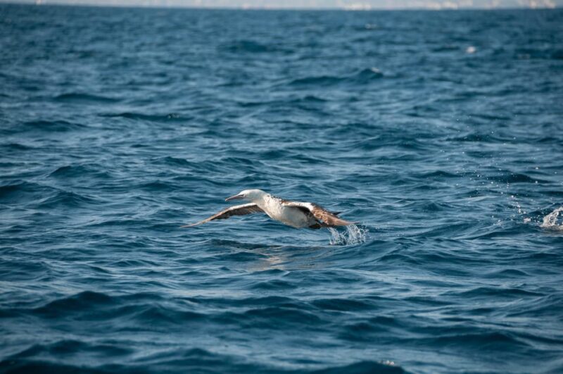 (Small Group) Dolphin & Marine Wildlife Watching Tour - The Tour Begins Near Faro Dock and Heads into the Atlantic