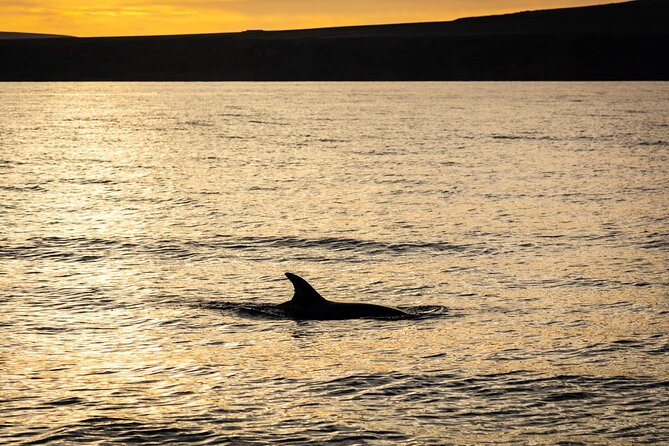 Small Group Dolphin Sunset Tour on Electric Catamaran Lanzarote - Wildlife Spotting: Dolphins, Whales, and Fish