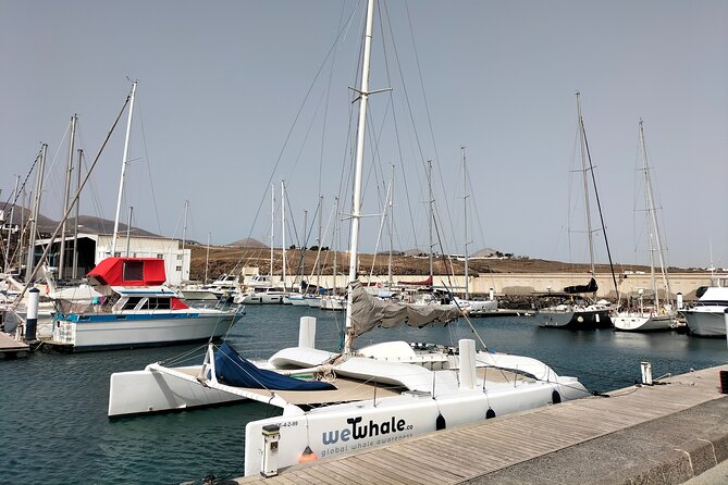 Small Group Dolphin Sunset Tour on Electric Catamaran Lanzarote - The Experience for Families and Solo Travelers