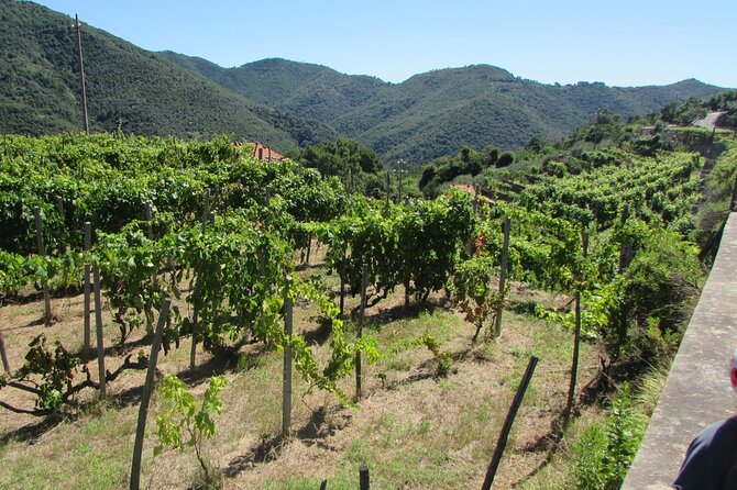 Small Group E-bike Tour in the Ligurian Riviera with Lunch - The Culinary and Cultural Experience in Ceriana