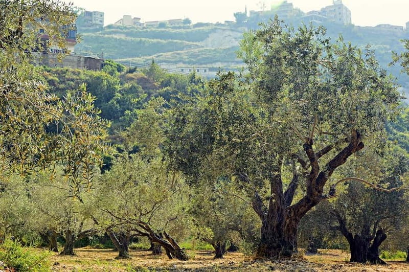 Small group- Exclusive Olive Oil & Wine Tour Mallorca - Key Points