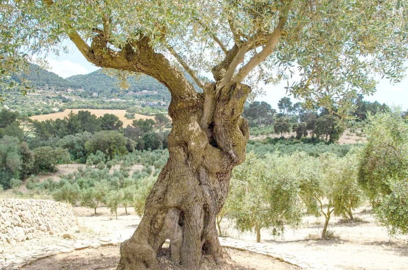 Small group- Exclusive Olive Oil & Wine Tour Mallorca - Visiting a Traditional Olive Oil Mill with Guided Tasting