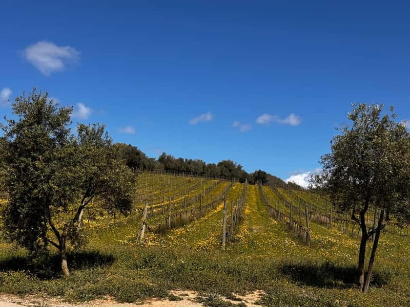 Small group- Exclusive Olive Oil & Wine Tour Mallorca - Why This Tour Offers Value for Connoisseurs and Curious Travelers