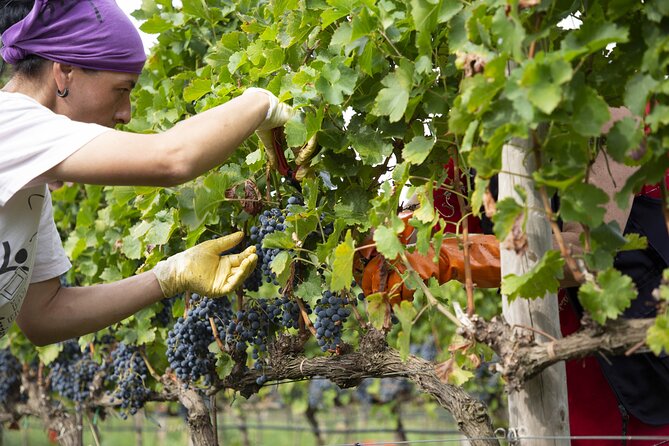 Small-Group Exclusive Winery and Wine Tasting Tour in Frascati - The Value of the Tour Compared to Similar Experiences
