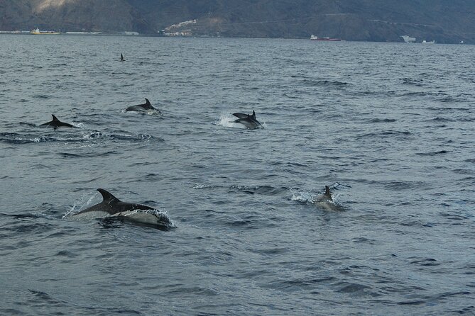 Small Group Excursion Whales and Dolphin Watching Los Gigantes - Starting Point at Puerto Deportivo in Los Gigantes