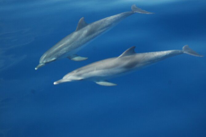 Small Group Excursion Whales and Dolphin Watching Los Gigantes - Snorkeling and Swimming in Secluded Cov es