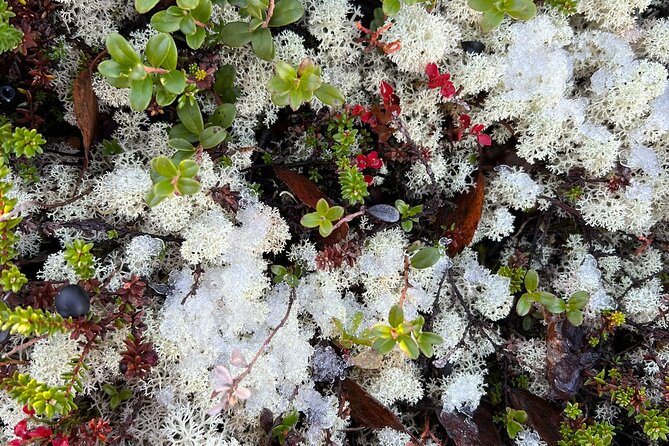 Small Group Fishing, Lunch& Reindeer Farm Visit in the Wilderness - Cozy Meal in a Traditional Wilderness Cottage