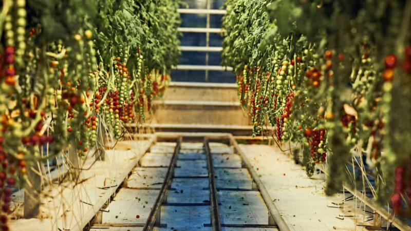 Small Group: Golden Circle & Friðheimar Visit From Reykjavik - Þingvellir National Park: Walking Between Tectonic Plates