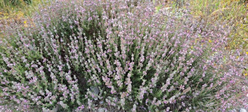 Small Group Guided Tour to Zeus Cave and Lasithi Plateau - Visiting the Olive Oil Factory: A Taste of Local Production