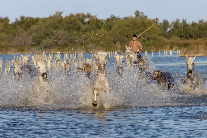 Small group half day Camargue and rosé wine tour from Montpellier - Climbing the Tour Carbonnière for Stunning Views