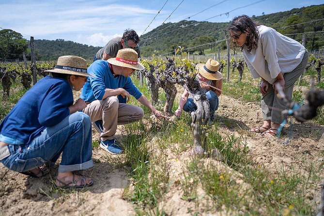 Small-Group Half-Day Languedoc Pic Saint-Loup Wine Tour from Montpellier - Practical Aspects: Timing, Group Size, and Accessibility