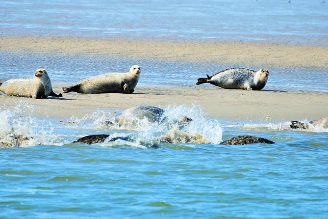 Small Group Half Day Seal Safari at UNESCO Site Waddensea from Amsterdam - Discover the Unique Seal Safari at UNESCO Waddensea from Amsterdam