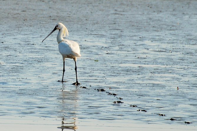 Small Group Half Day Seal Safari at UNESCO Site Waddensea from Amsterdam - Exploring Medemblik’s Historic Charm