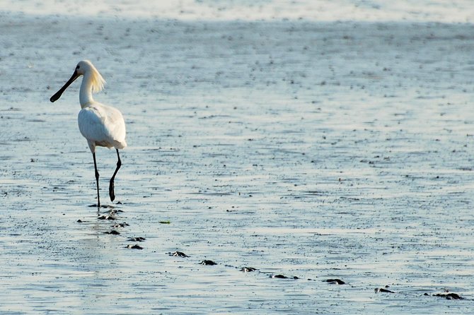 Small Group Half Day Seal Safari at UNESCO Site Waddensea from Amsterdam - The Thoughtful Inclusion of Snacks and Drinks