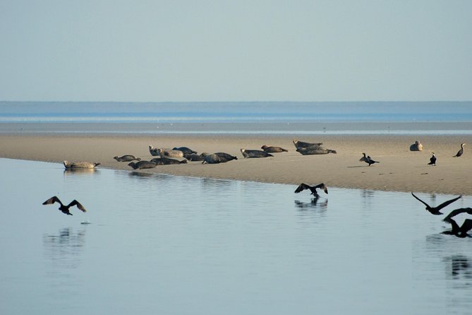 Small Group Half Day Seal Safari at UNESCO Site Waddensea from Amsterdam - Weather and Physical Considerations