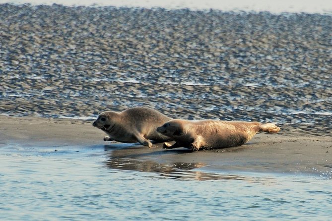 Small Group Half Day Seal Safari at UNESCO Site Waddensea from Amsterdam - Knowledgeable Guides and Personalized Service