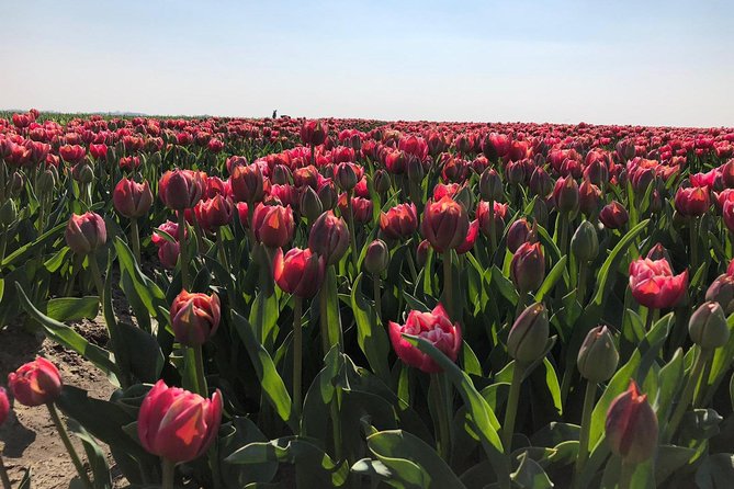 Small Group Half Day Seal Safari at UNESCO Site Waddensea from Amsterdam - Flexibility and Refund Policy