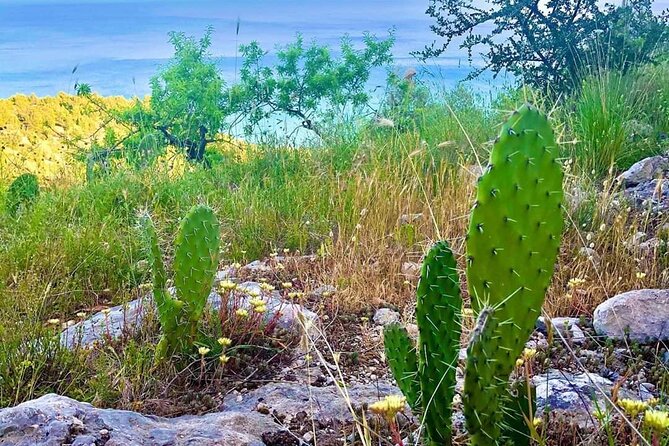 Small Group Half Day Tour of POLIGNANO a MARE and MONOPOLI - Walk Through Monopoli’s Ancient Porto Antico