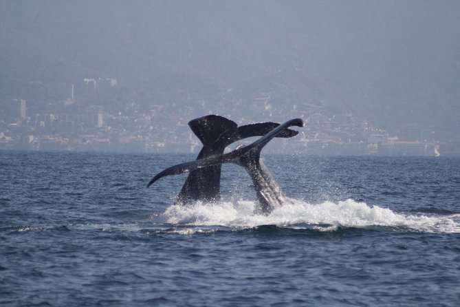 Small-Group Half-Day Whale-Watching Tour in Puerto Vallarta - Puerto Vallarta’s Prime Whale-Watching Location