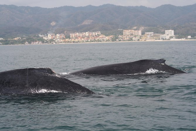Small-Group Half-Day Whale-Watching Tour in Puerto Vallarta - Educational Insights from a Marine Biologist Guide