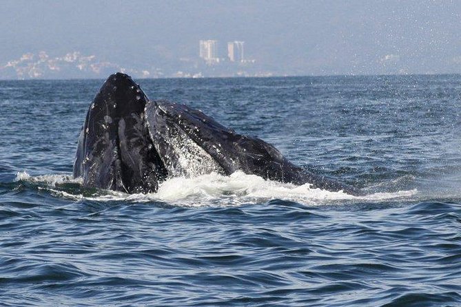 Small-Group Half-Day Whale-Watching Tour in Puerto Vallarta - Onboard Lunch and Refreshments