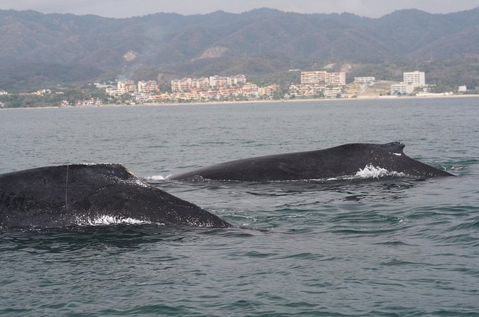 Small-Group Half-Day Whale-Watching Tour in Puerto Vallarta - Responsible Whale Watching and Eco-Consciousness