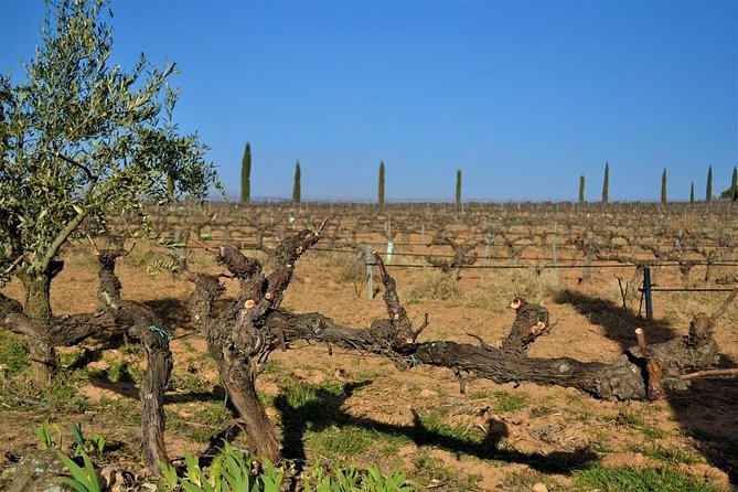 Small Group - Half-Day Wine Tour - Guided Tour of Requena’s Historical Wineries