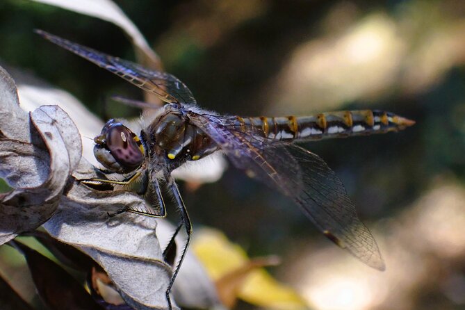 Small Group Hike Through San Diego's Heart and Soul - Comparing This Tour to Other California Nature Experiences