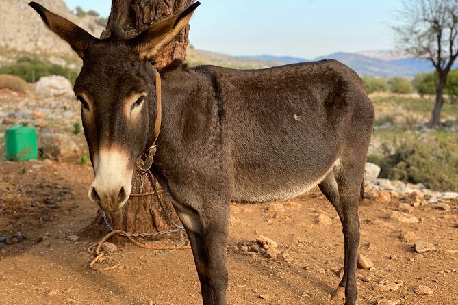 Small Group Hiking in Lindos - The Ending at Vlycha Bay for Relaxation