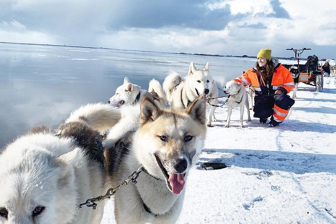 Small Group Husky Sledding Tour from Capital Region - Key Points