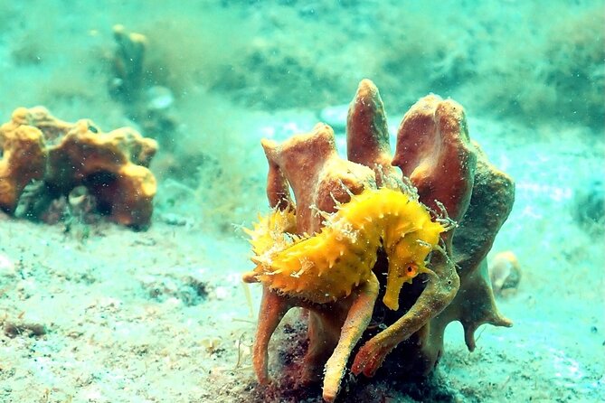 Small-Group Introductory Scuba Diving in Pula - Well-Prepared Equipment and Safety Protocols