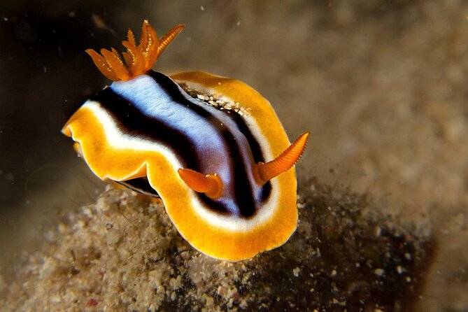 Small-Group Introductory Scuba Diving in Pula - Perfect for Beginners and Families with Kids Over 10