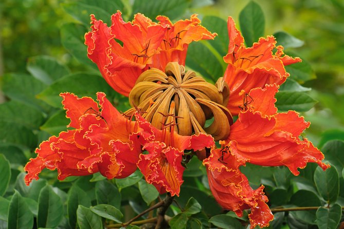 Small-Group Luxury Tour: Road to Hana and Ka'eleku Cavern Day Trip - Leisurely Return with Swimming and Scenic Stops